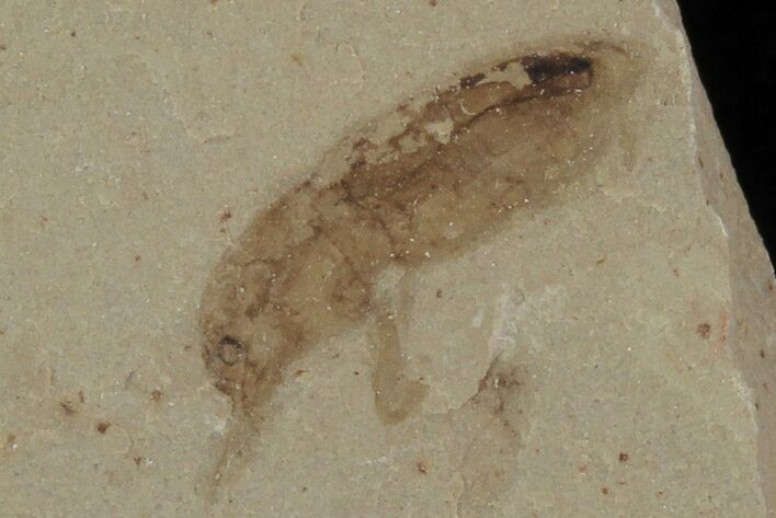 Fossil Weevil (Snout Beetle) - Green River Formation, Utah #101577